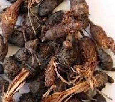 Buy Sri Herbal Nagarmotha for Pooja - Pure and Fragrant Roots